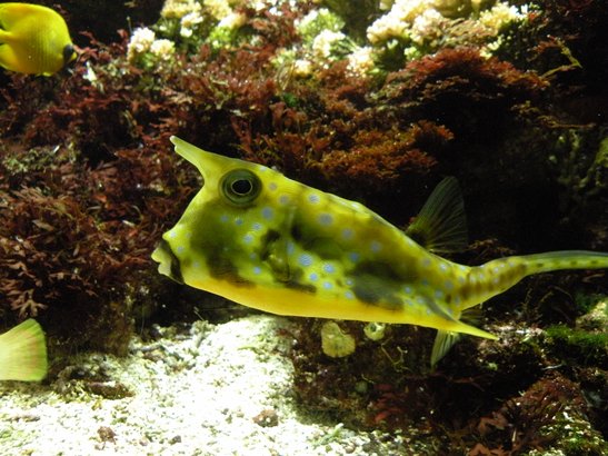 poisson à cornes, aquarium